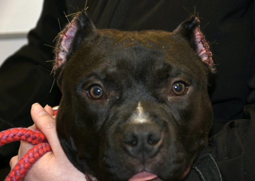cropping dogs