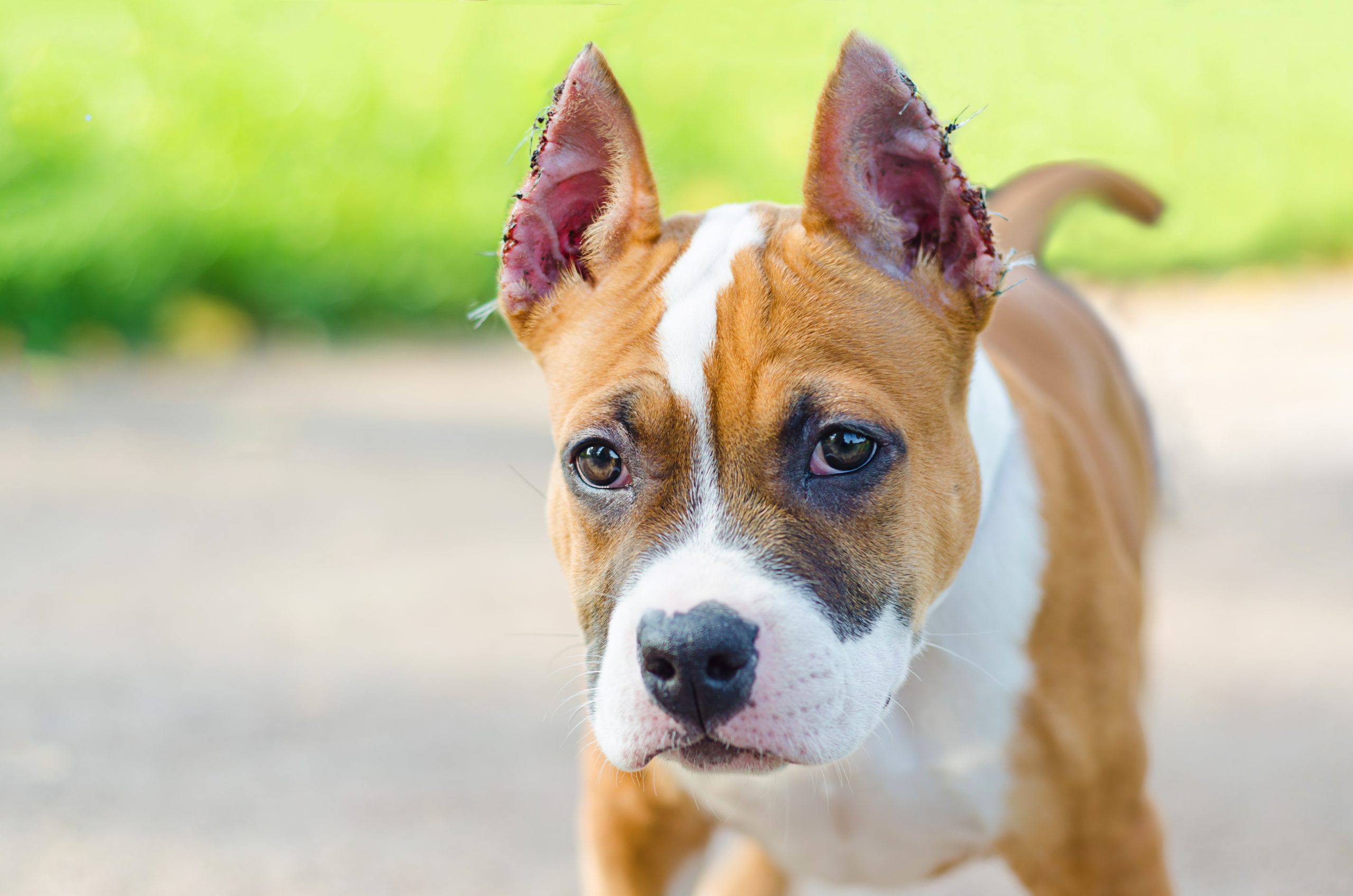 Here's Why Cropping Dogs' Ears Is Something You Shouldn't Be Doing