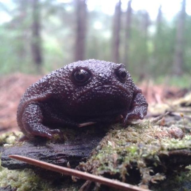 This Black Rain Frog Is Getting Dubbed As The World S Grumpiest Amphibian