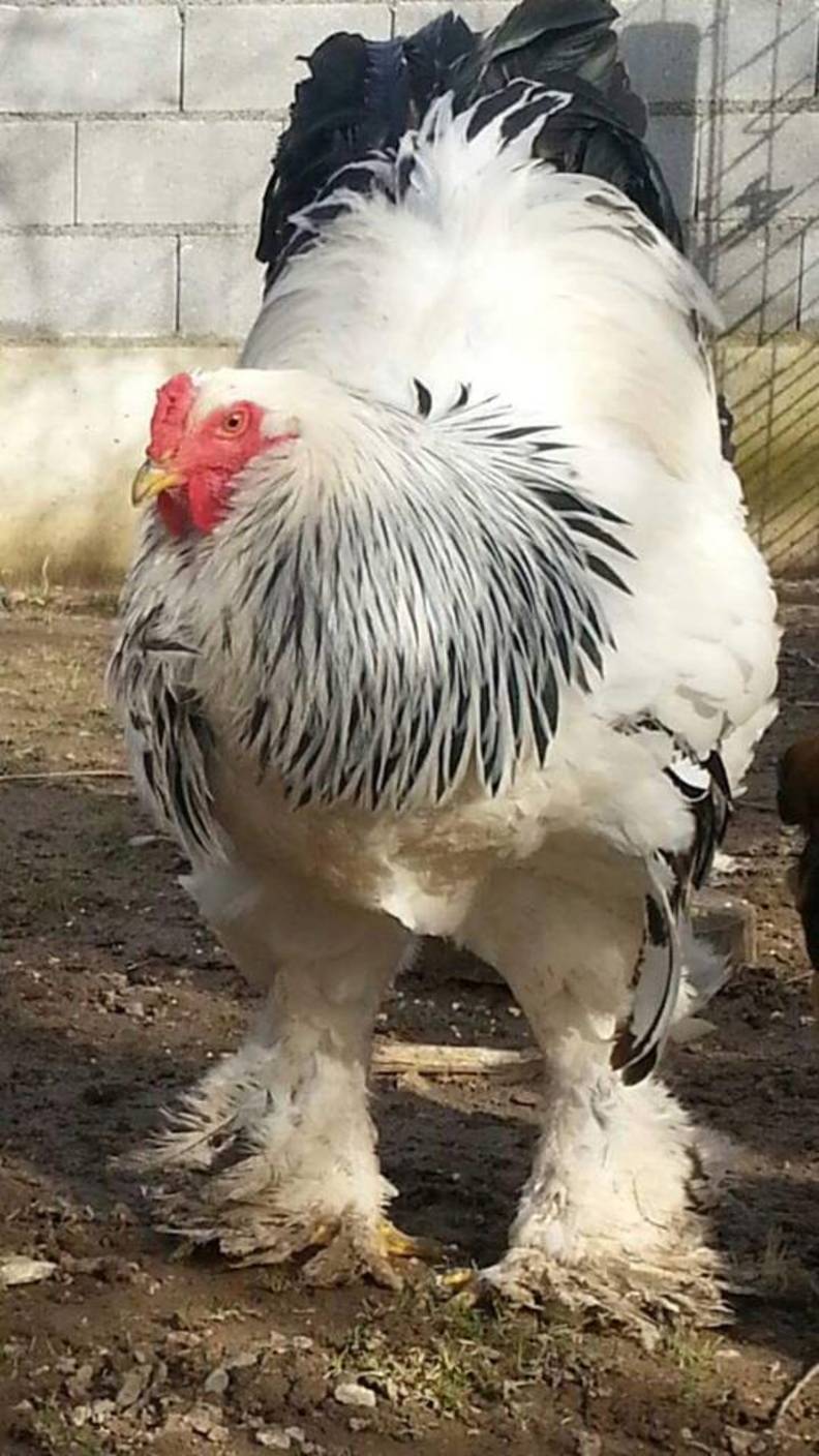 largest chicken breed