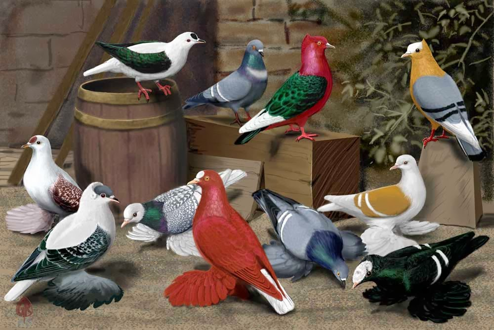 sitting pigeons