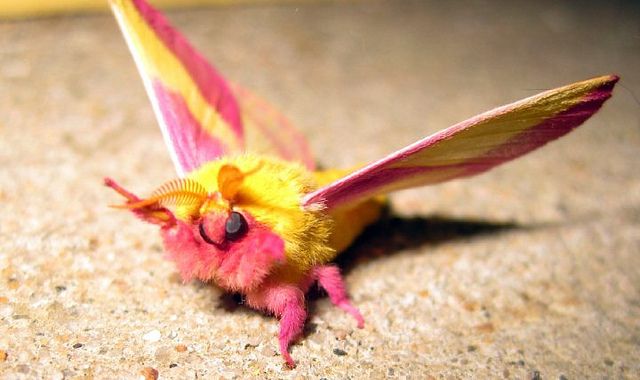 Furry Moths Exist And These Species Are As Cute As A Button