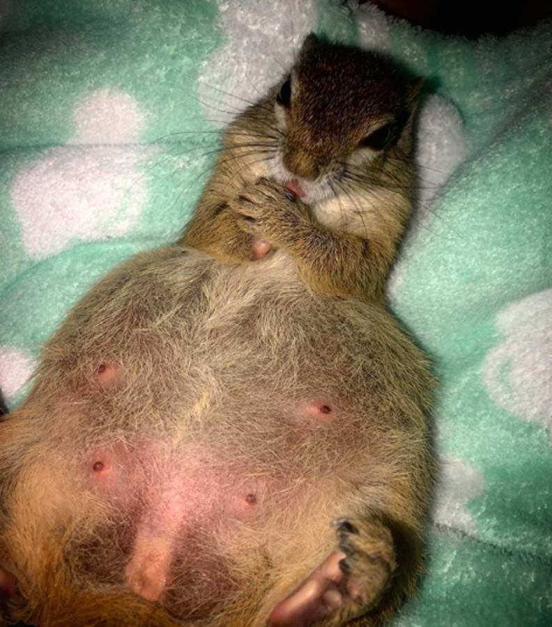 Pregnant Squirrel