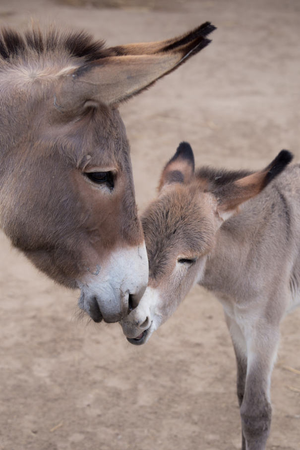 baby donkeys
