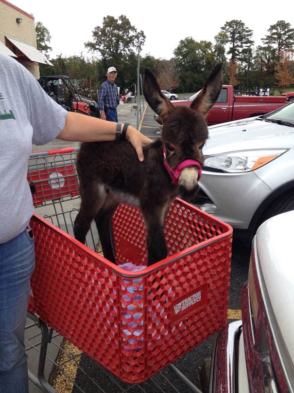 baby donkeys 