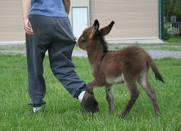 baby donkeys