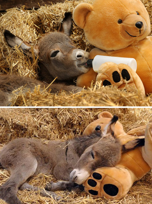 baby donkeys