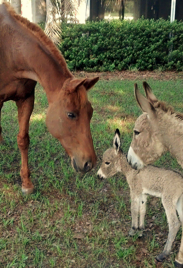 baby donkeys