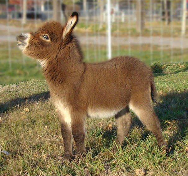 baby donkeys