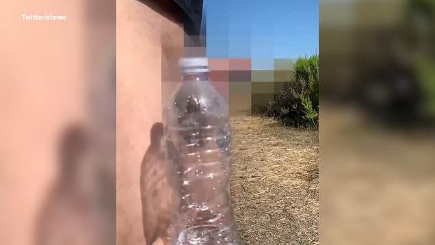 Steve-O-penis