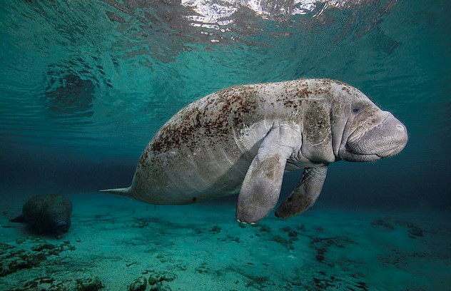 Manatee Is Found With ‘TRUMP’ Carved Onto Its Back, US Fish And ...