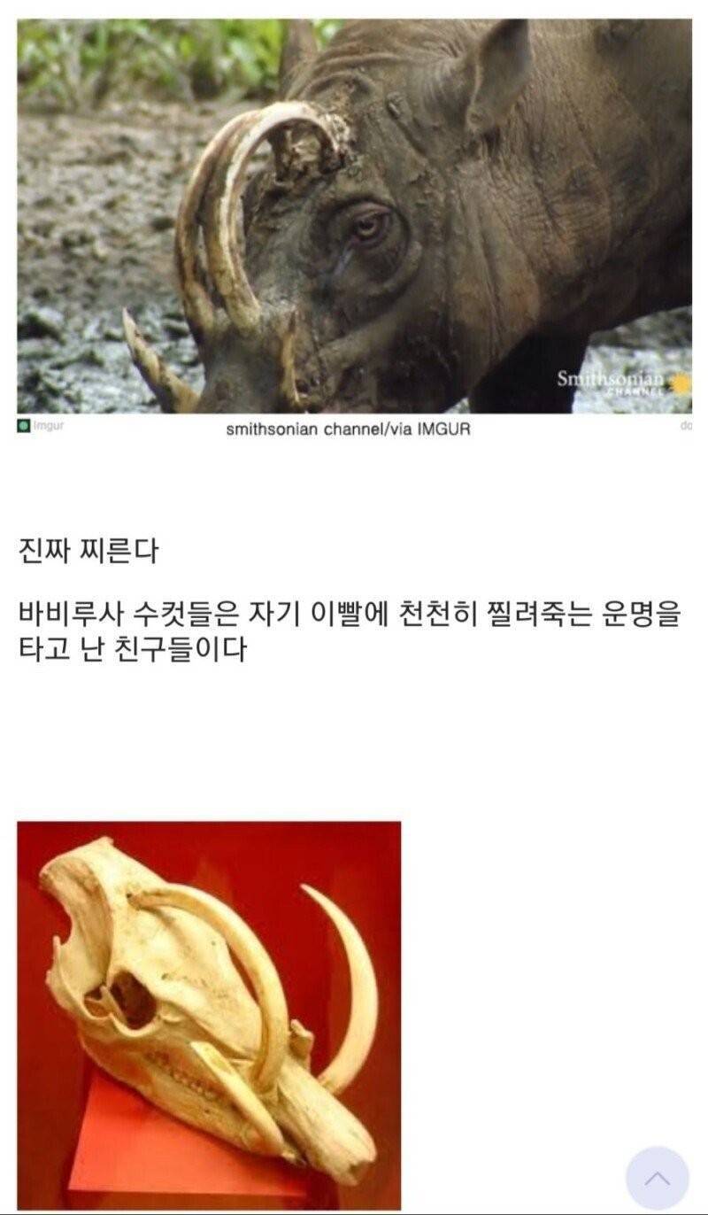 번식 욕구 때문에 저주를 받은 생물 jpg | 인스티즈