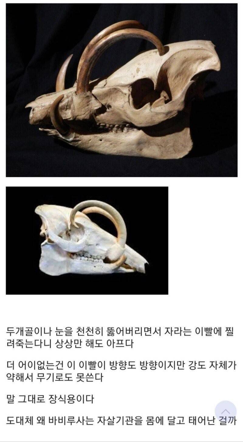 번식 욕구 때문에 저주를 받은 생물 jpg | 인스티즈