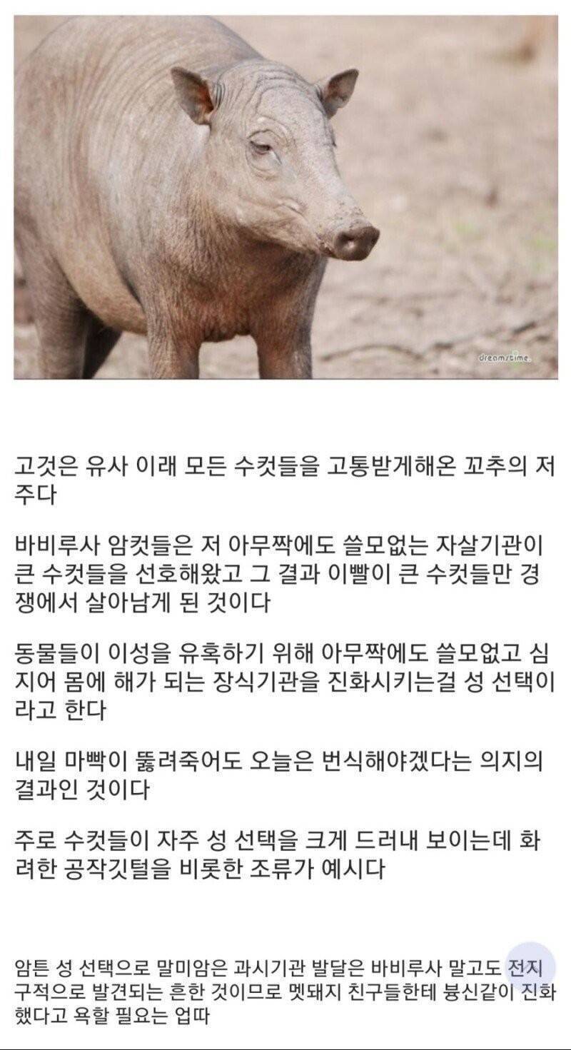 번식 욕구 때문에 저주를 받은 생물 jpg | 인스티즈
