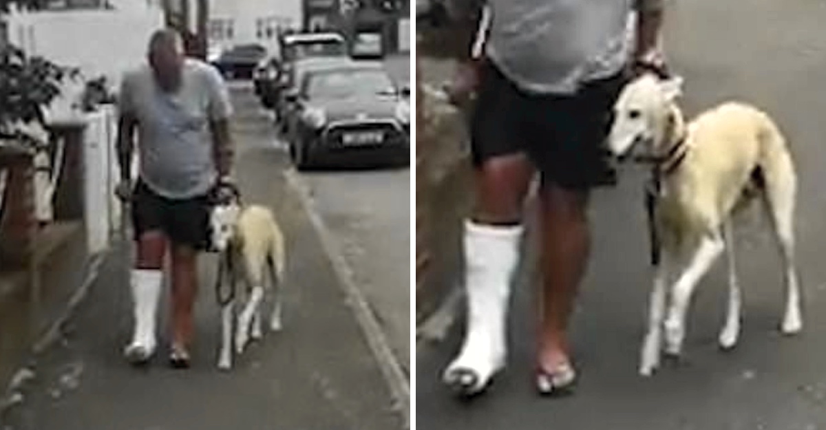 Hombre lesionado pagó 400 dólares para examinar a su perro “cojo”. El peludo sólo lo estaba imitando | Upsocl