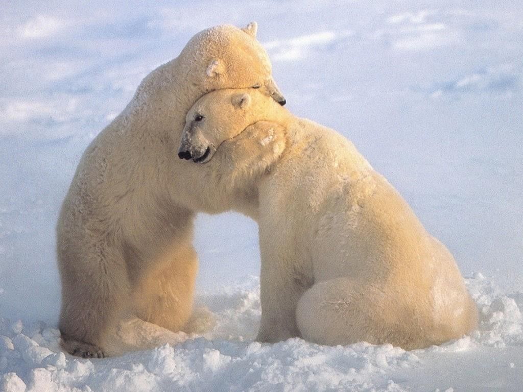 animals that hug