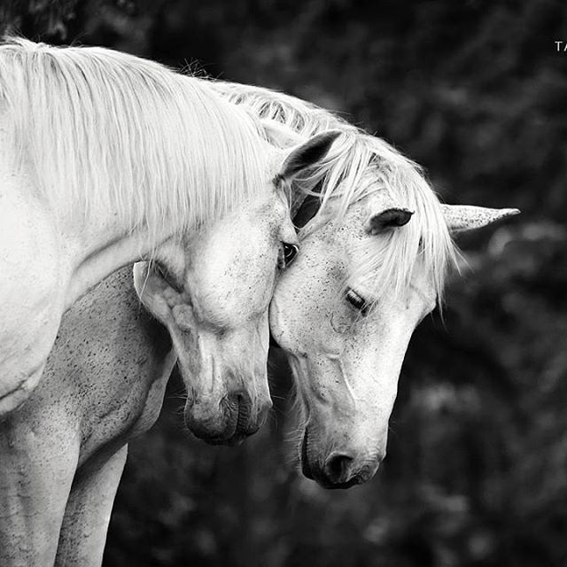 horses that hug
