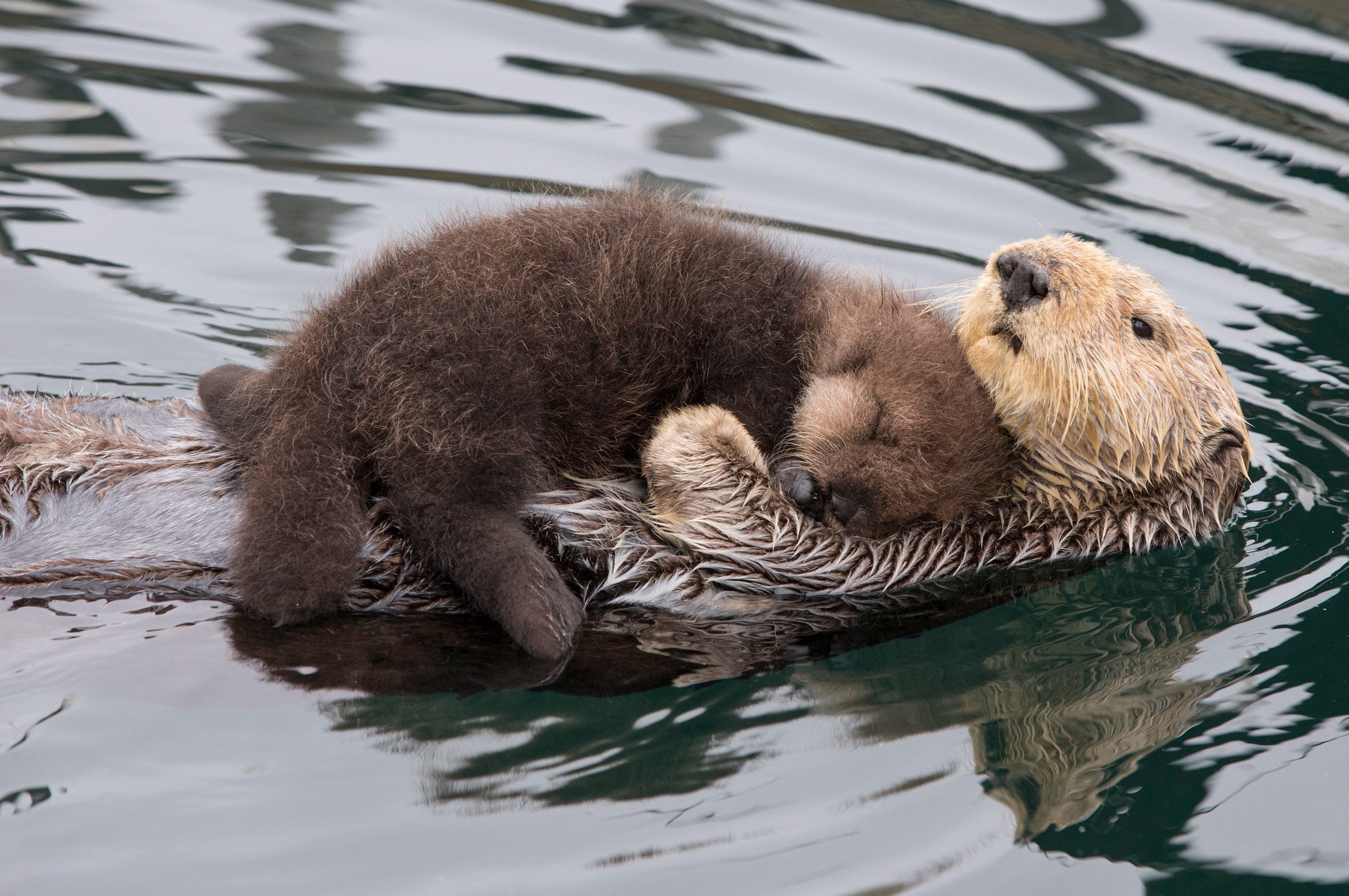 animals that hug