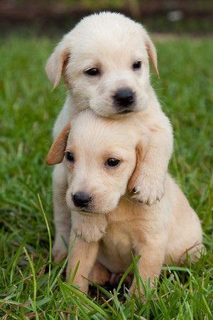 animals that hug