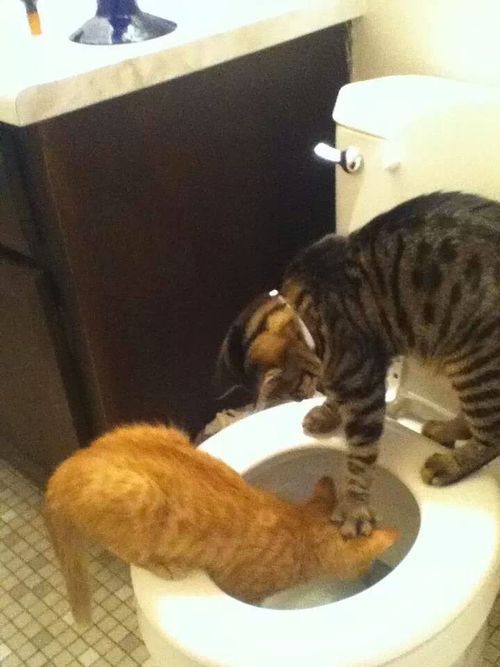 rudest animals
