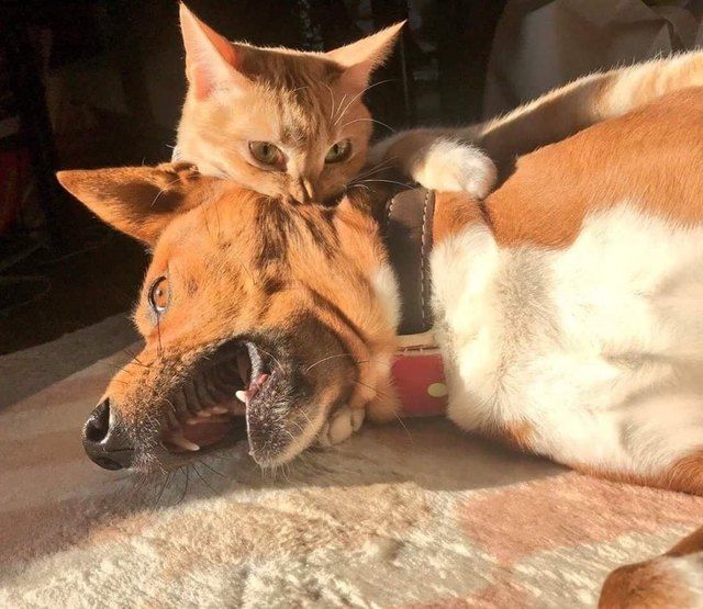 rudest animals