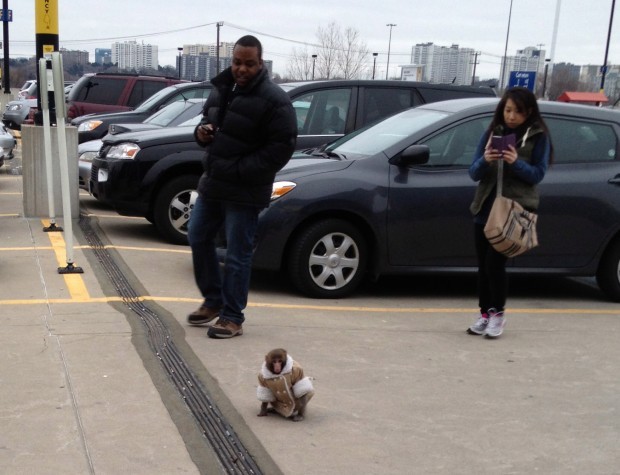 monkey in a coat