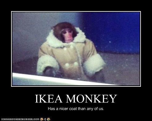 monkey in a coat