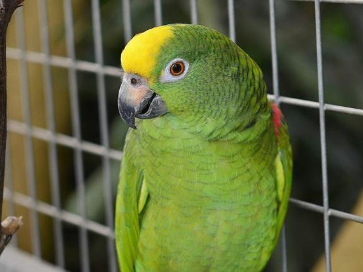 ⚡Título de Crónica: Loro fanático de las papas fritas se pone a dieta para poder volver a volar