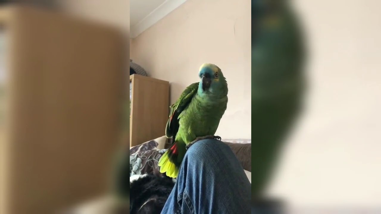 Loro adicto a las papas fritas le gana la lucha al sobrepeso para poder volar de nuevo - YouTube