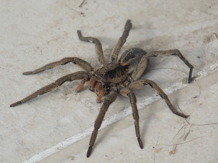 Por qué tenemos miedo a las arañas? - Ambientum