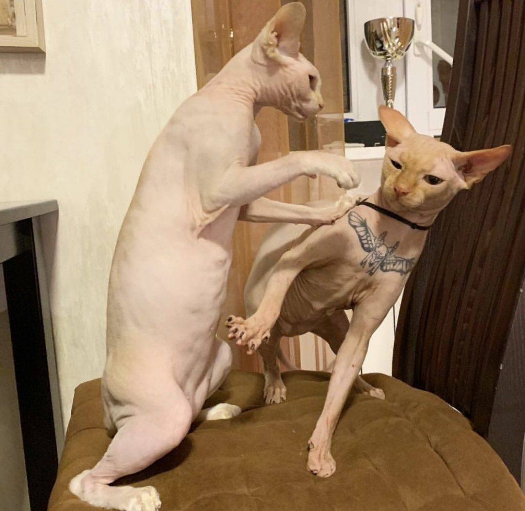 ▷ El PRIMER GATO TATUADO DE LA HISTORIA | Imagenes Reales