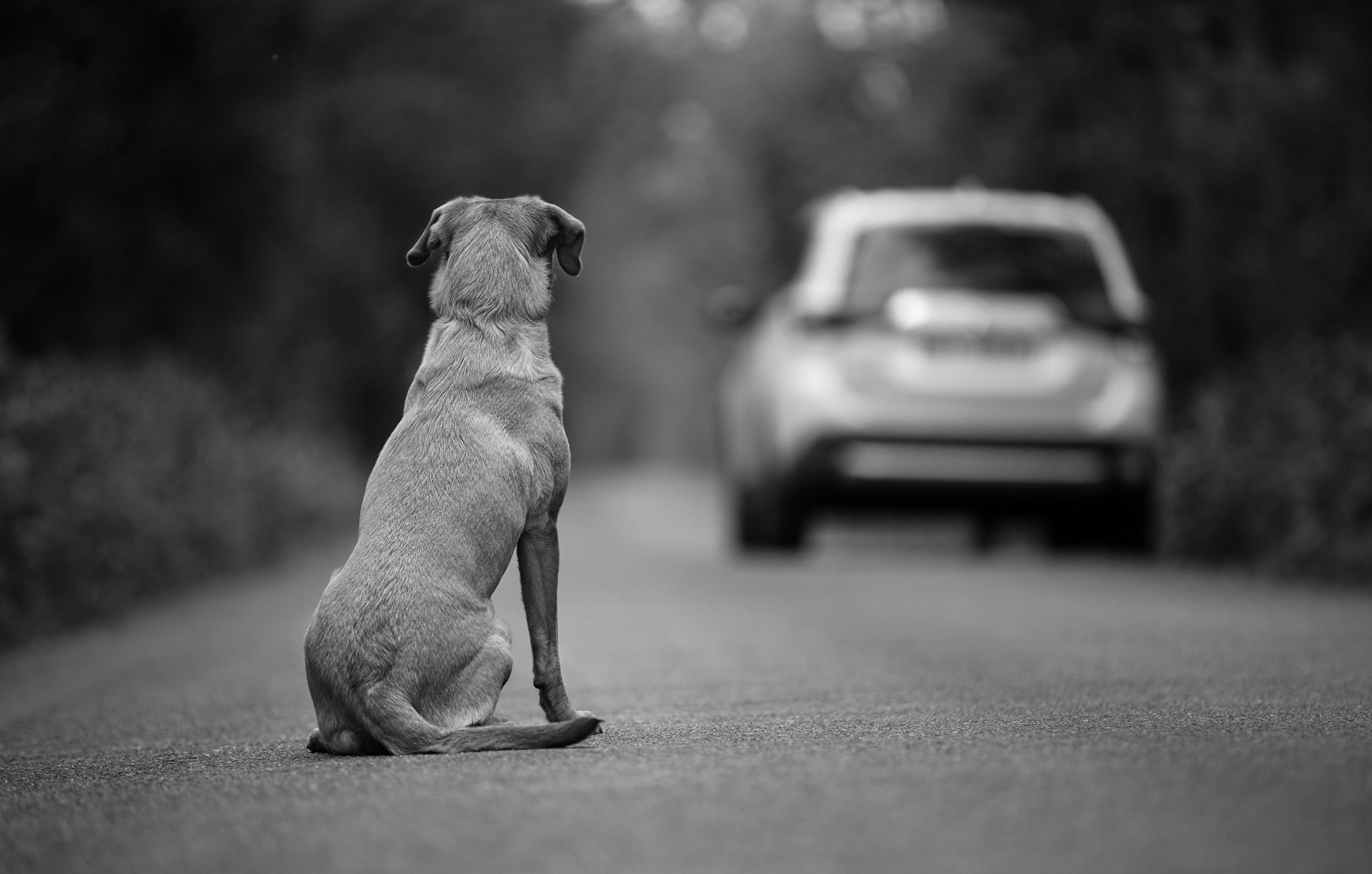 Cuidado, estas son las seis carreteras con más perros abandonados | Motor -  ComputerHoy.com
