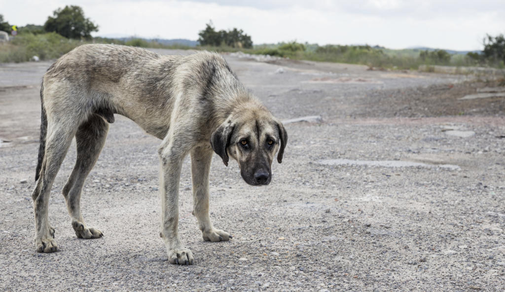 Qué hacer si me encuentro un perro abandonado? - La Opinión de Murcia