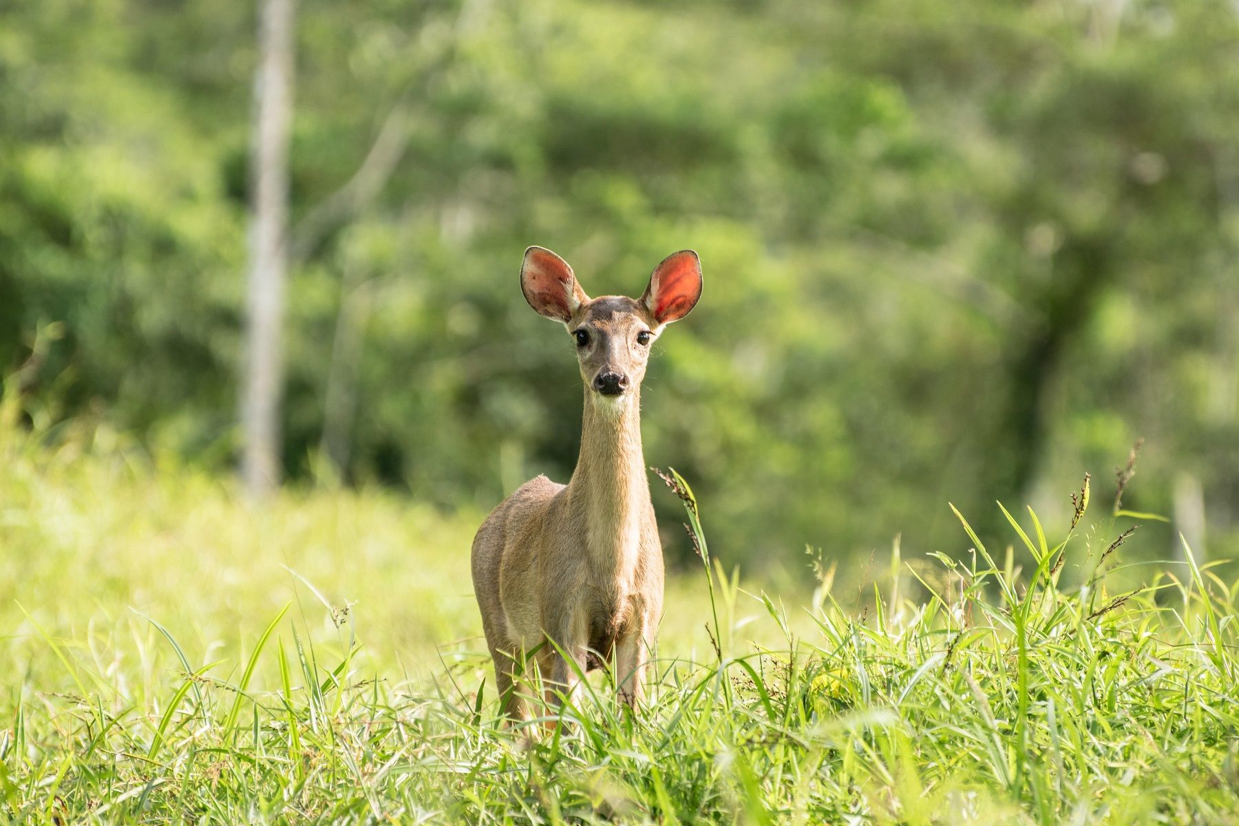 FOTO: Niño sale a pasear al bosque y regresa con un venadito como mascota - NTV
