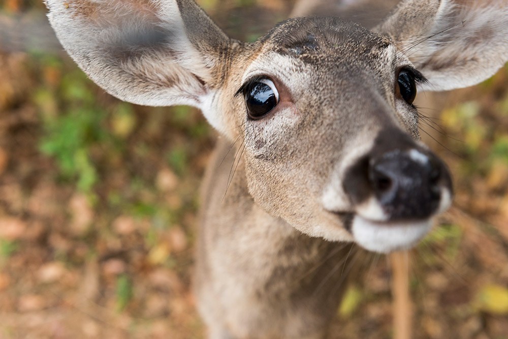 Niño de cuatro años sale a pasear y regresa con un venado como mascota - Diario La Página