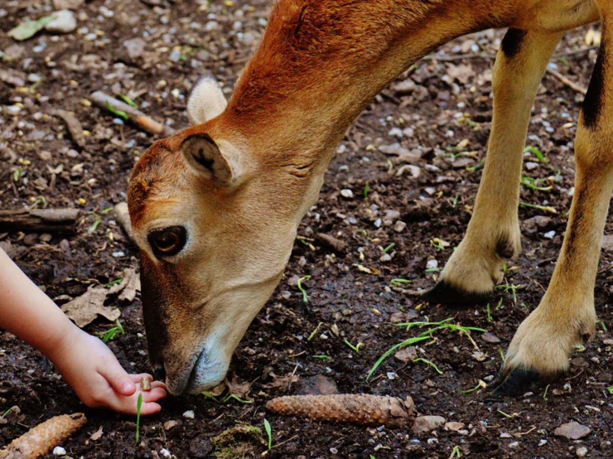 VIRAL: Niño sale a dar un paseo, al volver regresa con ¡UN VENADO! | La Verdad Noticias