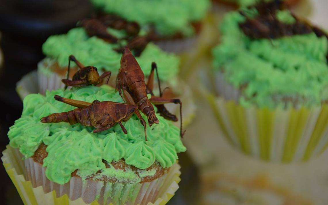 Brownies de chapulines ya son posibles con harina de este insecto -  Noticias Locales, Policiacas, sobre México y el Mundo | El Sol de Toluca |  Edomex