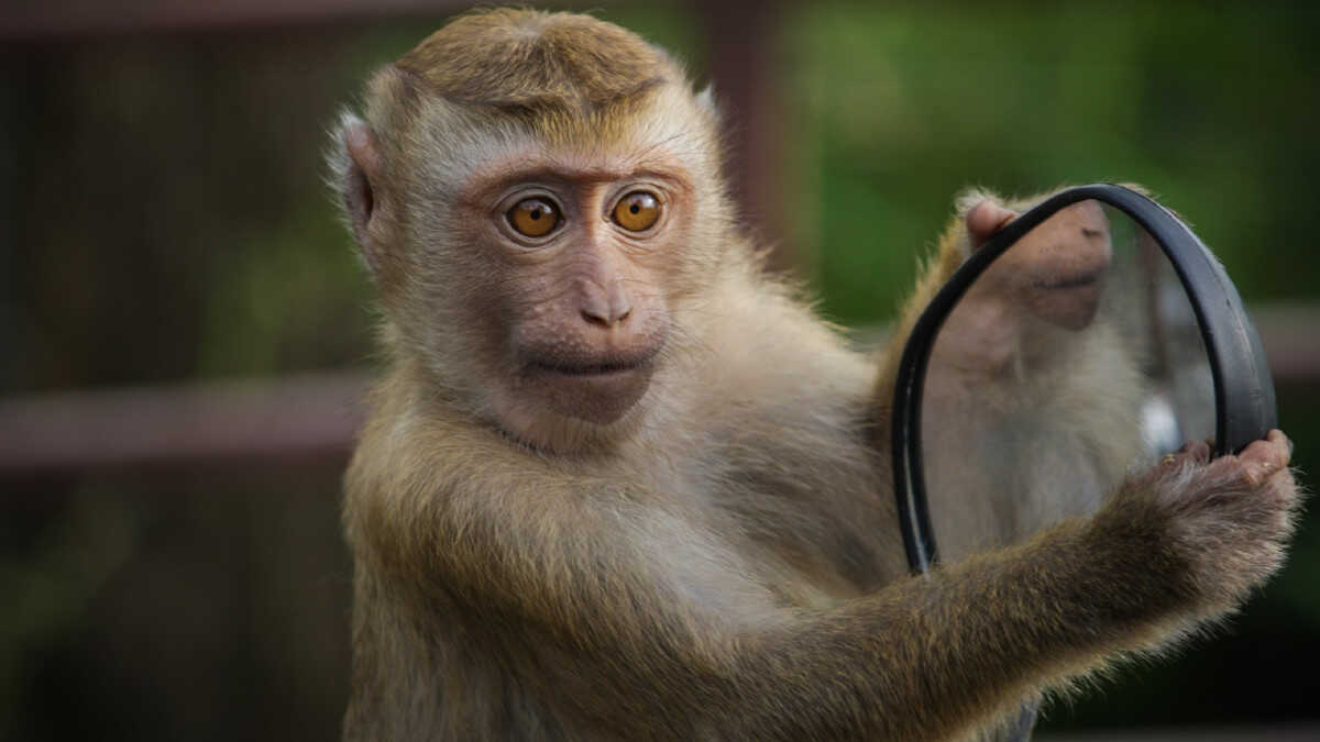 Resultado de imagen de Empresa de Elon Musk implanta chip a un mono para que juegue "videojuegos con su mente"