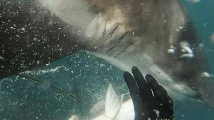 Resultado de imagen de Jahmon Wilson shark