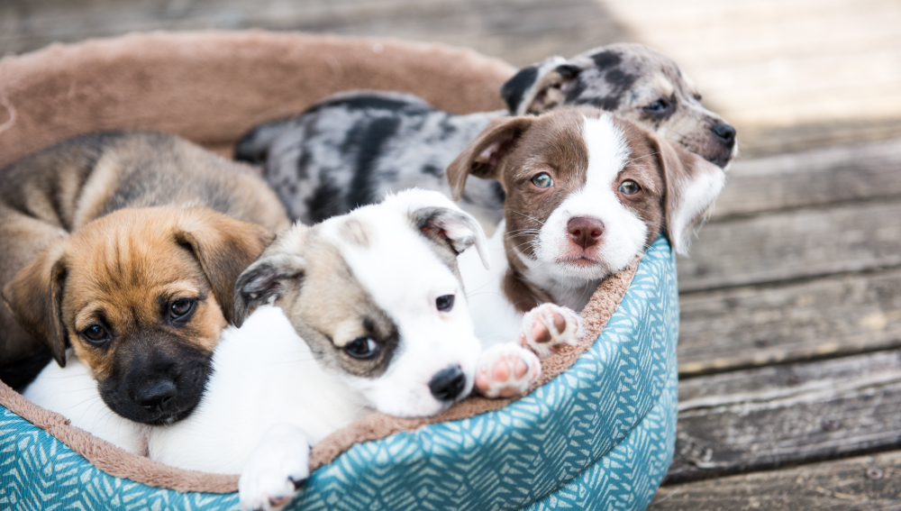 Resultado de imagen de abuelo con perro