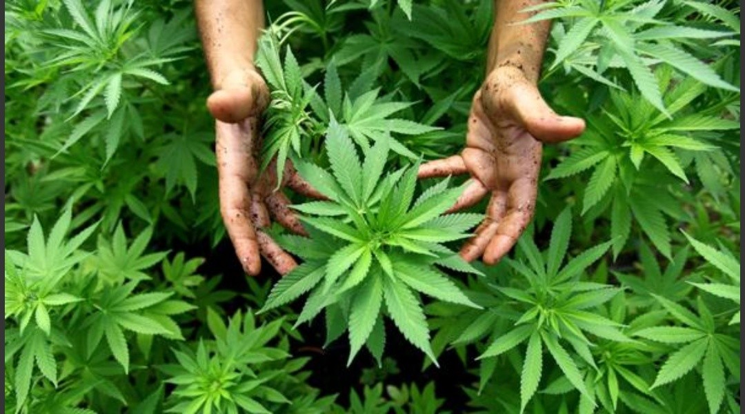 Resultado de imagen de Jamaica se está quedando sin marihuana