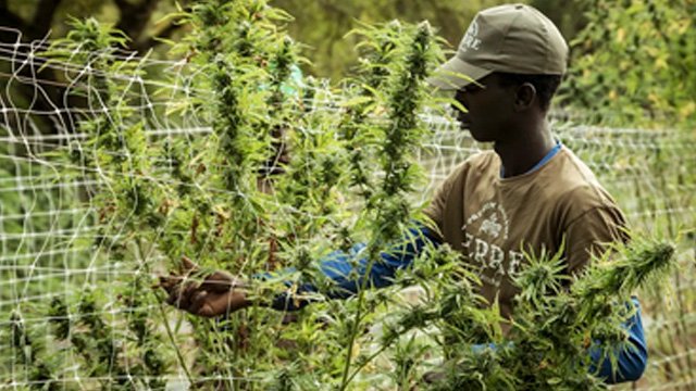 Resultado de imagen de Jamaica se está quedando sin marihuana