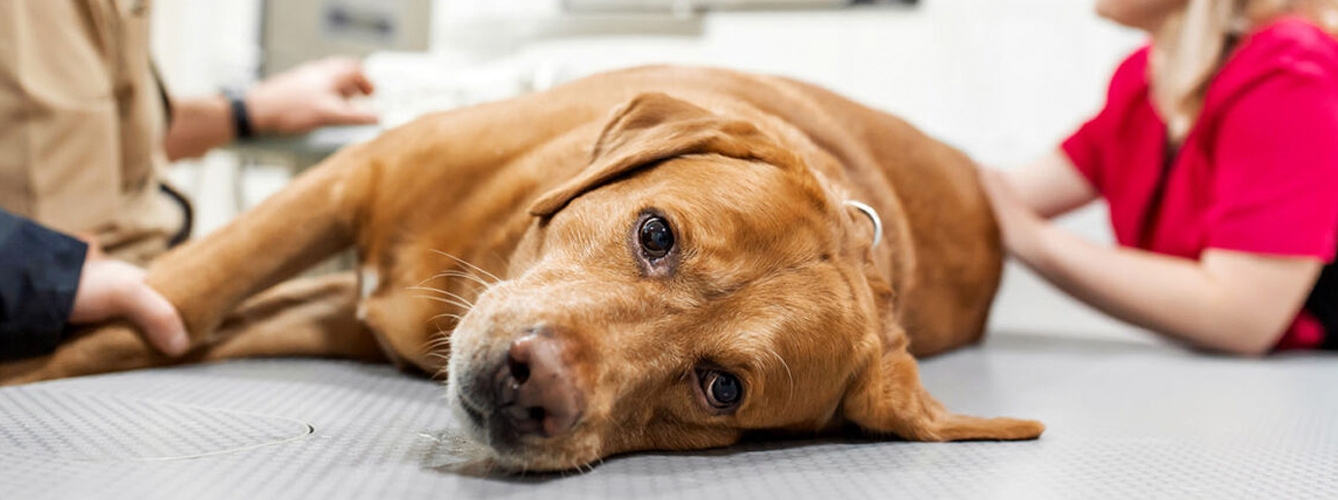 Resultado de imagen de comida perros toxinas