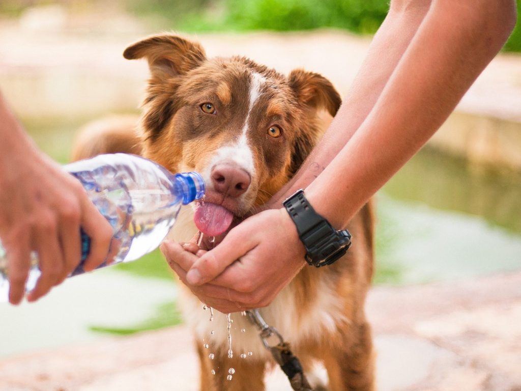 Resultado de imagen de comida perros toxinas