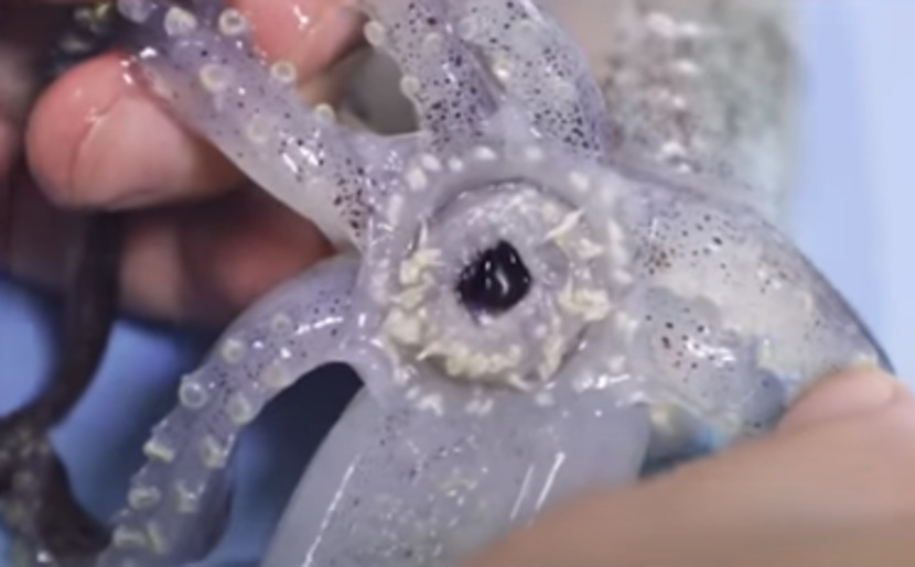 오징어 정포 이미지 검색결과