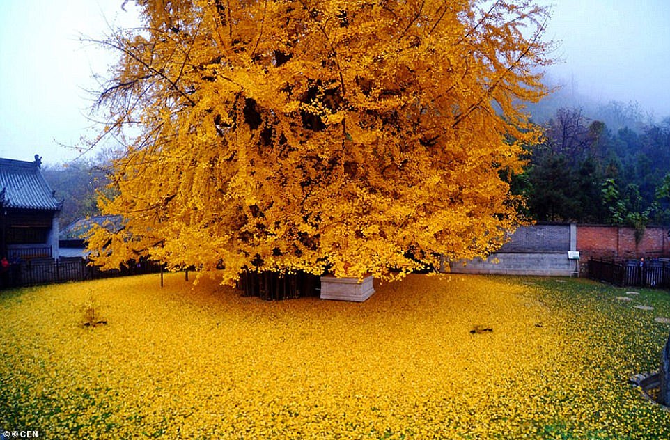 1400-year-old gingko tree