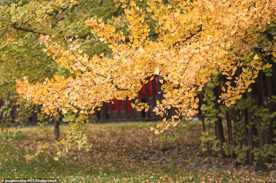 1400-year-old Gingko tree