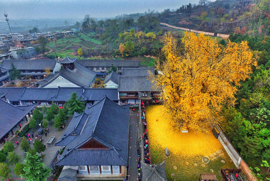 1400-year-old gingko tree 