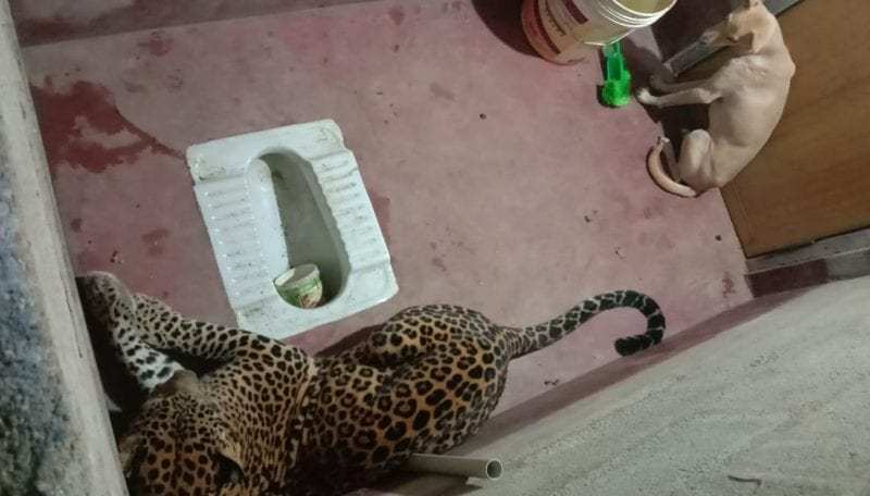 Resultado de imagen de dog with a leopard in a bath