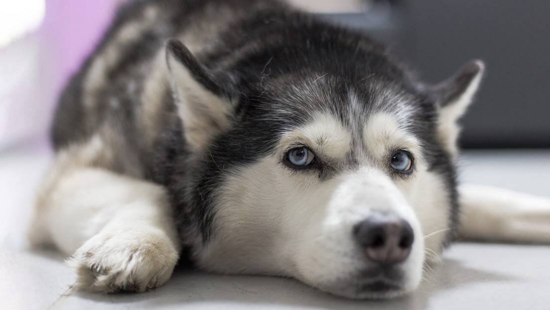 Resultado de imagen de dueño de una joyería simula un asalto para poner a prueba a su perro